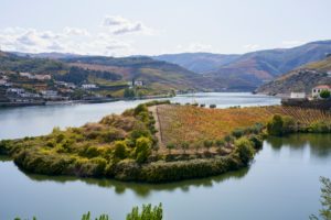 vineyards, Covelinas, Douro Valley, Portugal vineyards, Covelinas, Douro Valley, Portugal